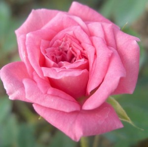 JUDY FISCHER (miniature)